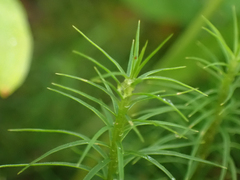 Polytrichastrum alpinum