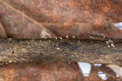 Arcyria cinerea