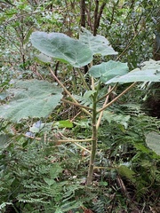 Dendrocnide excelsa