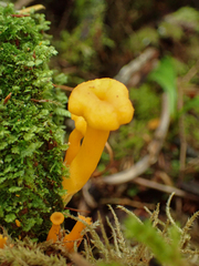 Leotiomycetes