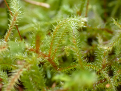 Rhytidiadelphus loreus