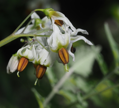 Solanum ehrenbergii