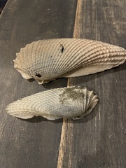 Cyrtopleura costata