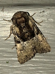 Meropleon diversicolor