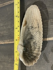 Cyrtopleura costata