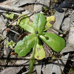 Hypochaeris glabra