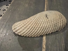 Cyrtopleura costata