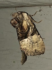 Meropleon diversicolor