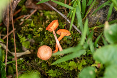 Cantharellus corallinus