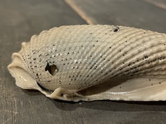 Cyrtopleura costata