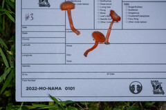 Cantharellus corallinus