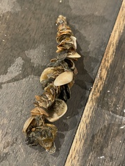 Diopatra cuprea