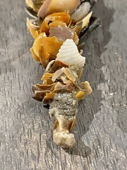 Diopatra cuprea