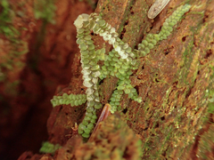 Calypogeia