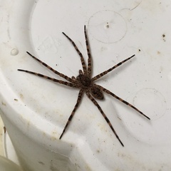 Dolomedes tenebrosus