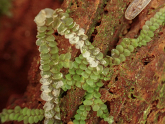 Calypogeia