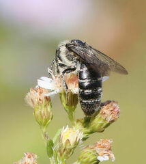 Callandrena