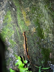 Scolopendra
