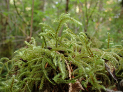 Rhytidiadelphus loreus