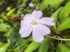 Impatiens hawkeri