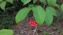 Viburnum setigerum