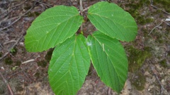 Viburnum setigerum