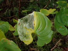 Parallelomma vittatum