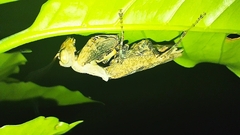 Raptrix occidentalis