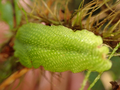 Conocephalum conicum