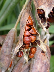 Iris pseudacorus