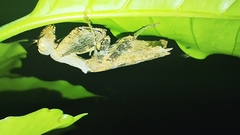 Raptrix occidentalis