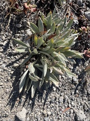 Raillardella argentea