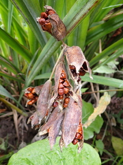 Iris pseudacorus