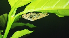 Raptrix occidentalis
