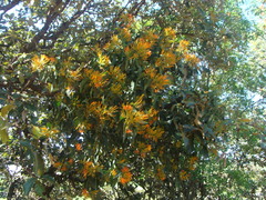 Psittacanthus schiedeanus