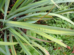 Iris pseudacorus