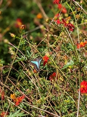 Graphium sarpedon nipponum