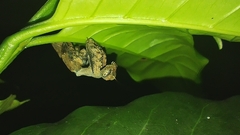 Raptrix occidentalis