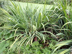 Iris pseudacorus