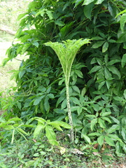 Amorphophallus