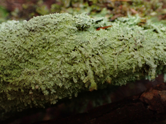 Icmadophila ericetorum