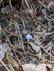 Cortinarius violaceus