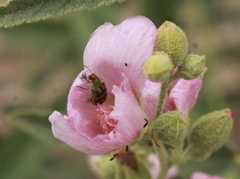 Diabrotica balteata