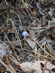 Cortinarius violaceus
