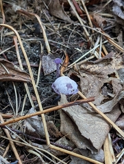 Cortinarius violaceus