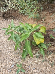 Asclepias nyctaginifolia