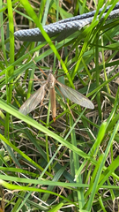 Tipula paludosa