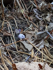 Cortinarius violaceus