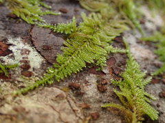 Kindbergia oregana