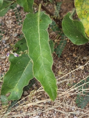 Asclepias nyctaginifolia